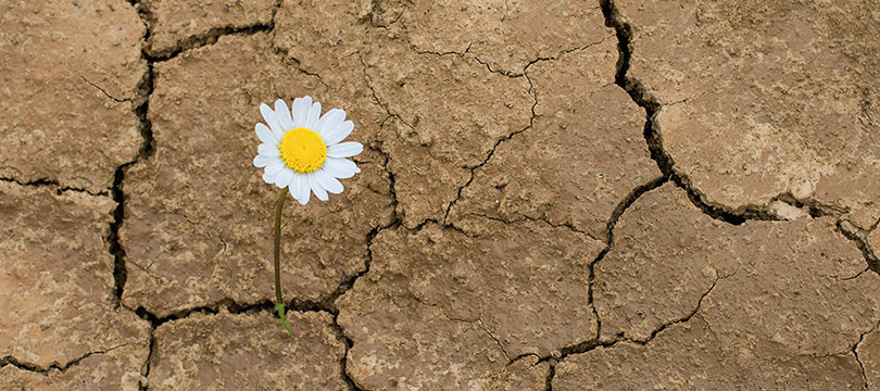 July Resilience